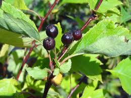 Attēlu rezultāti vaicājumam “Crataegus chlorosarca”