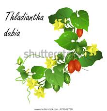 Attēlu rezultāti vaicājumam “Thladiantha dubia flower”