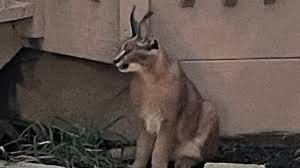 Image result for cat found