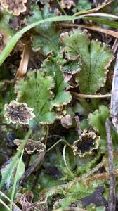 Attēlu rezultāti vaicājumam “Conocephalum salebrosum sporophyte”