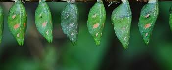 Attēlu rezultāti vaicājumam “cocoon”