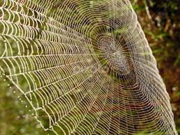 Image result for web patterns