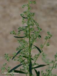Image result for Chenopodium album