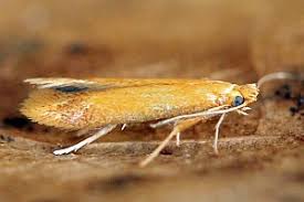 Attēlu rezultāti vaicājumam “Tischeria ekebladella”