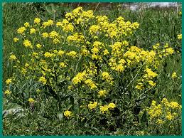 Attēlu rezultāti vaicājumam “Bunias orientalis flower”