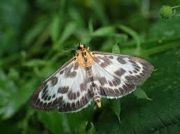 Attēlu rezultāti vaicājumam “Anania stachydalis”