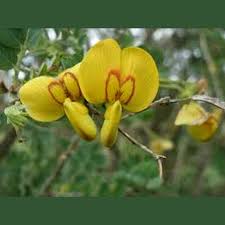 Image result for Colutea x media (arborescens x orientalis)