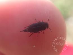 Attēlu rezultāti vaicājumam “Mordella sp.”