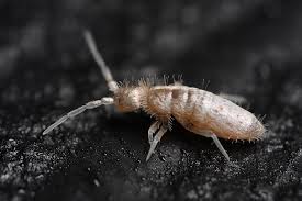 Attēlu rezultāti vaicājumam “Heteromurus nitidus”