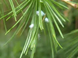 Attēlu rezultāti vaicājumam “Adelges laricis”