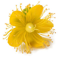 Attēlu rezultāti vaicājumam “Hypericum perforatum flower”