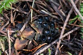 Attēlu rezultāti vaicājumam “Pseudoplectania nigrella”