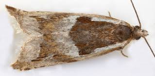 Attēlu rezultāti vaicājumam “Ancylis myrtillana”