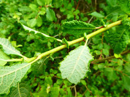 Attēlu rezultāti vaicājumam “Salix aurita leaf”