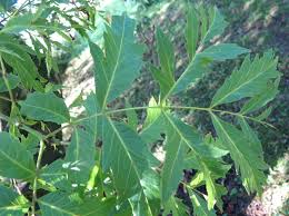Attēlu rezultāti vaicājumam “Juglans regia leaf”