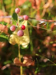 Attēlu rezultāti vaicājumam “Maianthemum bifolium fruit”
