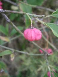 Attēlu rezultāti vaicājumam “Euonymus europaeus bud”
