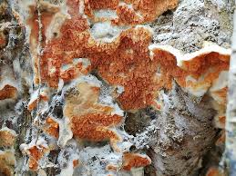 Attēlu rezultāti vaicājumam “Leucogyrophana sororia”