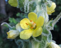 Attēlu rezultāti vaicājumam “Verbascum thapsus bud”