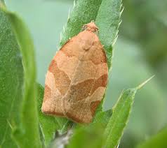 Attēlu rezultāti vaicājumam “Pandemis cinnamomeana female”