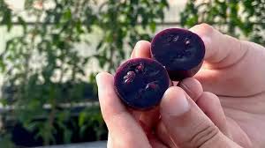 Afbeeldingsresultaat voor prudence purple tomato