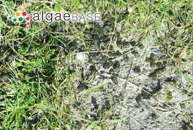 Attēlu rezultāti vaicājumam “Nostoc pruniforme macro”