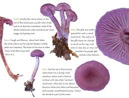 Attēlu rezultāti vaicājumam “Laccaria amethystina”