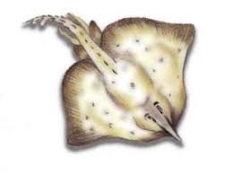 Image result for Rostroraja alba