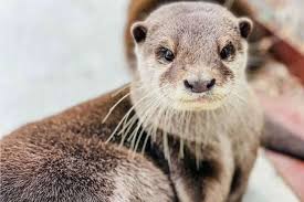 Image result for Worthing Otters