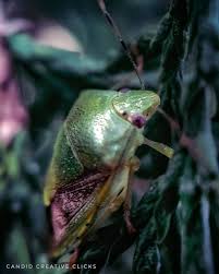 Attēlu rezultāti vaicājumam “Palomena prasina”