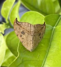 Attēlu rezultāti vaicājumam “Drepana falcataria”