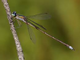 Attēlu rezultāti vaicājumam “Lestes virens female”