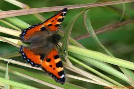 Attēlu rezultāti vaicājumam “Aglais urticae underside”