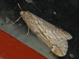 Attēlu rezultāti vaicājumam “Alsophila aescularia”