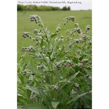 Attēlu rezultāti vaicājumam “Cynoglossum officinale leaf”