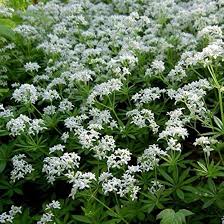 Image result for Galium odoratum