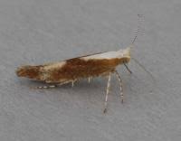 Attēlu rezultāti vaicājumam “Argyresthia albistria”