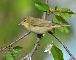 Attēlu rezultāti vaicājumam “Phylloscopus trochilus”