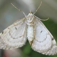 Attēlu rezultāti vaicājumam “Thera variata”