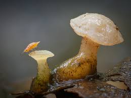 Attēlu rezultāti vaicājumam “Cudoniella clavus”