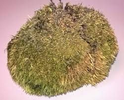 Attēlu rezultāti vaicājumam “Campylopus introflexus”