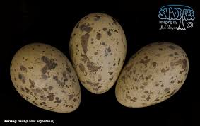 Attēlu rezultāti vaicājumam “Larus argentatus eggs”