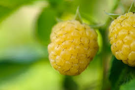 Attēlu rezultāti vaicājumam “Rubus idaeus fruit”