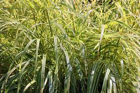 Attēlu rezultāti vaicājumam “Gramineae”