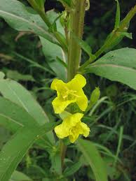 Image result for Oenothera biennis
