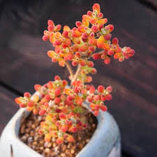 Attēlu rezultāti vaicājumam “Diderma globosum macro”