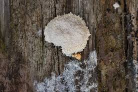 Attēlu rezultāti vaicājumam “Fuligo cinerea spores”