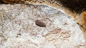 Attēlu rezultāti vaicājumam “Latridiidae”