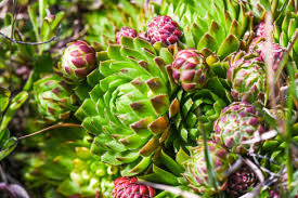Attēlu rezultāti vaicājumam “Jovibarba globifera flower”