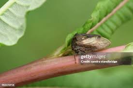 Attēlu rezultāti vaicājumam “Centrotus cornutus”